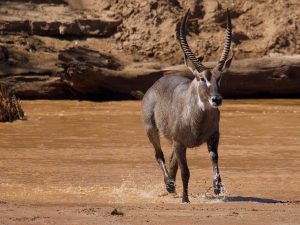 Samburu National Reserve