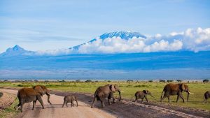 elephants-crossing in Amboseli