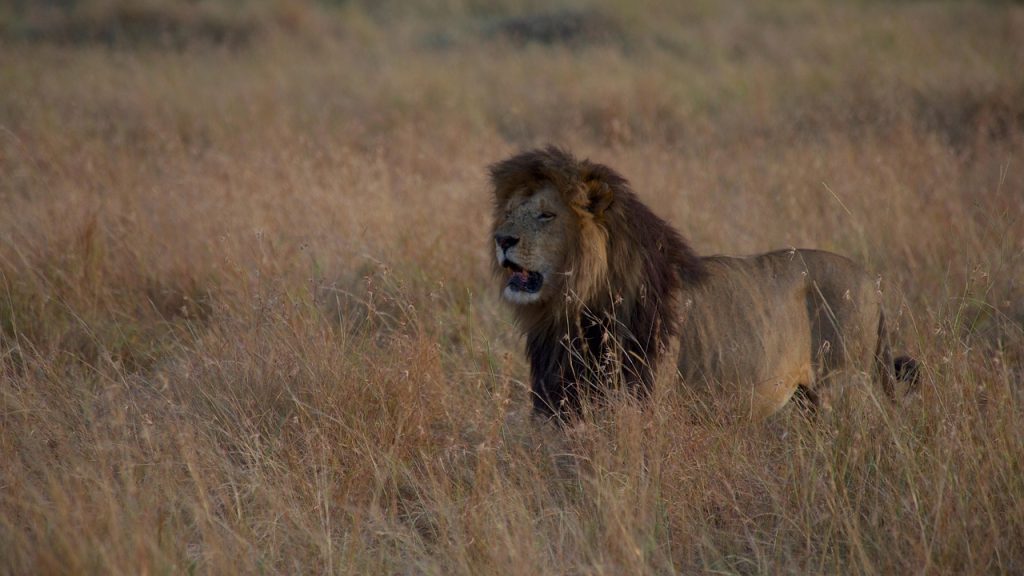 lion, africa, safari, kenya, maasai mara, masai mara, predator, nature, wilderness, savanna, wildlife